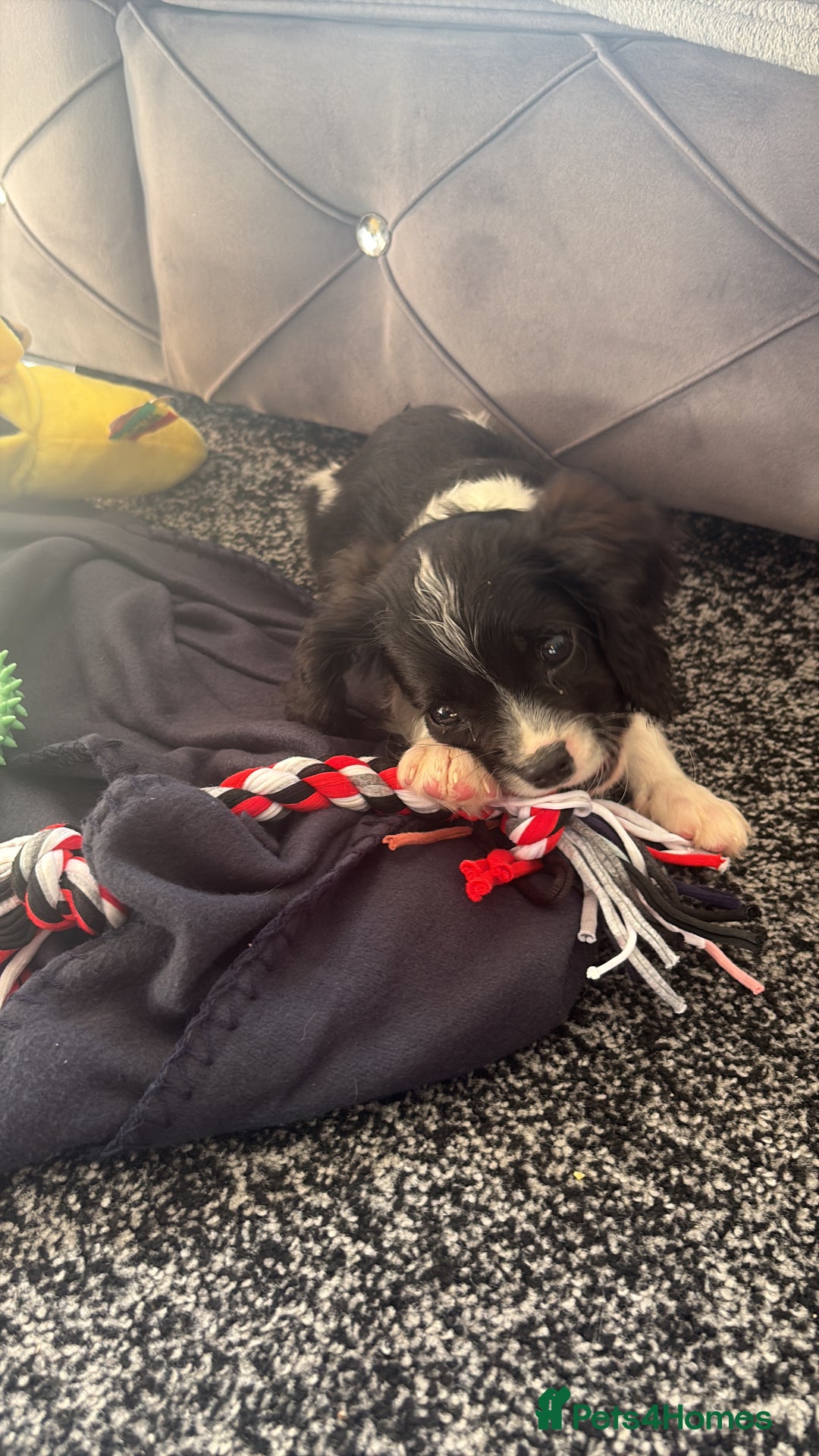 Cavalier King Charles Spaniel dogs for sale: king charles  - Image 6