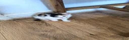 Mixed Breed cats for sale: For sale - Advert 2