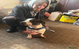 Mixed Breed dogs for sale: Staffy x Jack russell - Advert 6