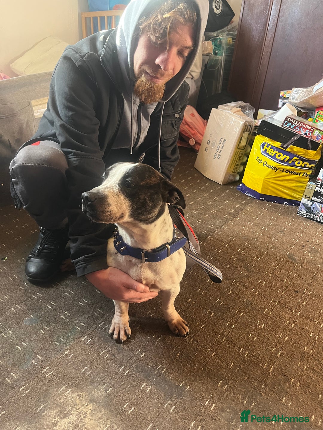 Mixed Breed dogs for sale: Staffy x Jack russell - Advert 6