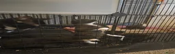 Mixed Breed cats for sale: Kittens for Sale in Bridlington - Advert 19
