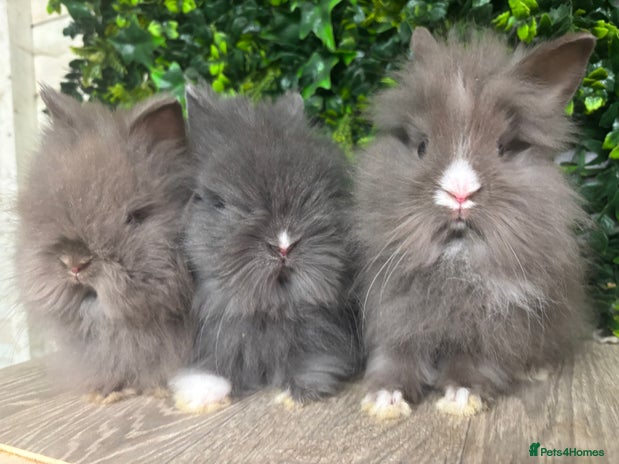 Lionhead rabbits - Advert 13