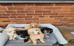 Miniature Poodle dogs for sale: Minatare Poodle Ready Now - Image 1