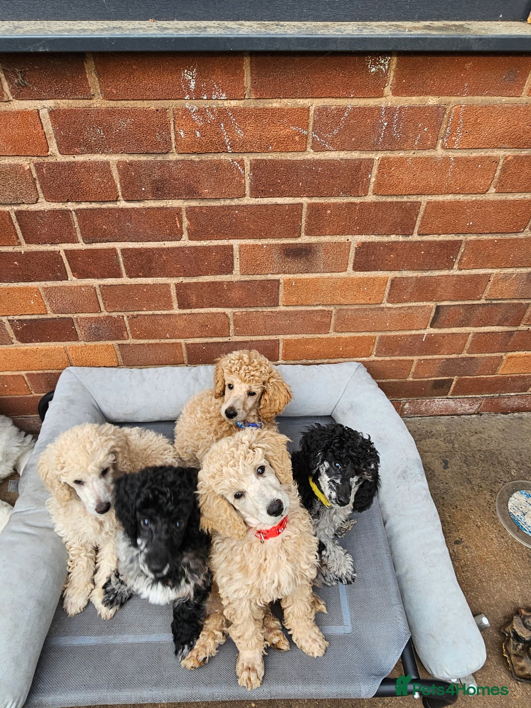 Miniature Poodle dogs for sale: Minatare Poodle Ready Now - Image 1