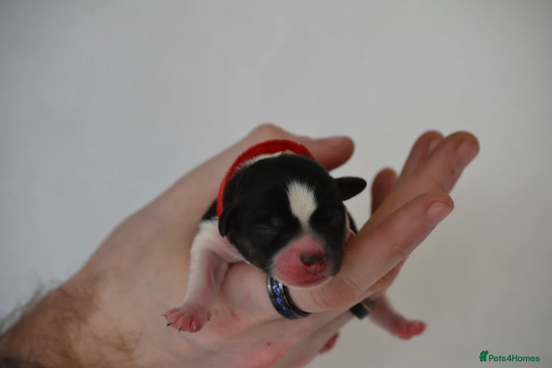 Jack Russell dogs for sale: Traditional Jack Russell  - Advert 10