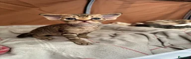 Enchantirex Bittersweet Symphony 