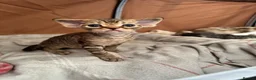 Devon Rex cats for sale: 2026 Devon Rex litters  - Advert 5