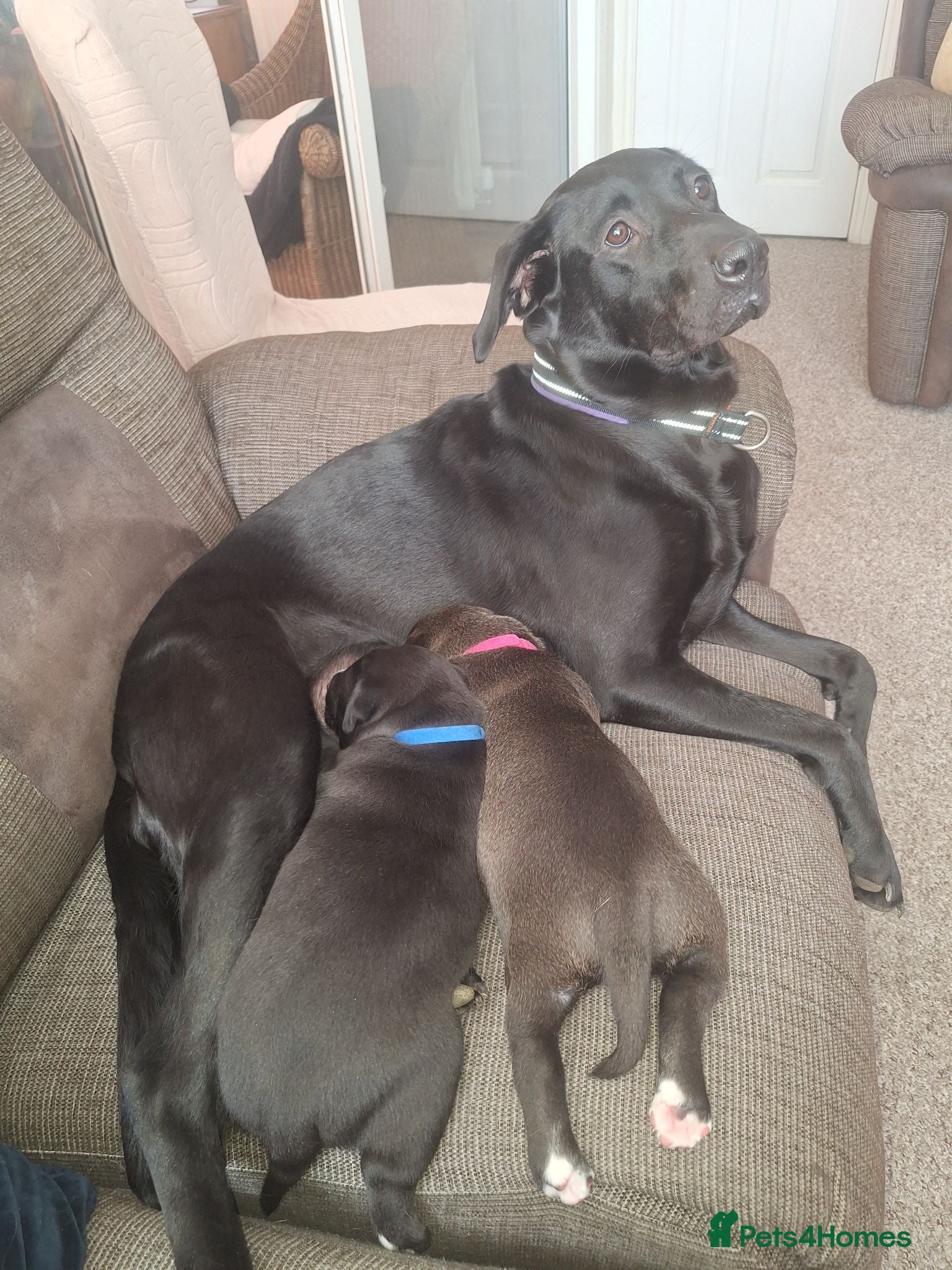 Mixed Breed dogs 2 mixed labrador pups for sale . - Advert 1