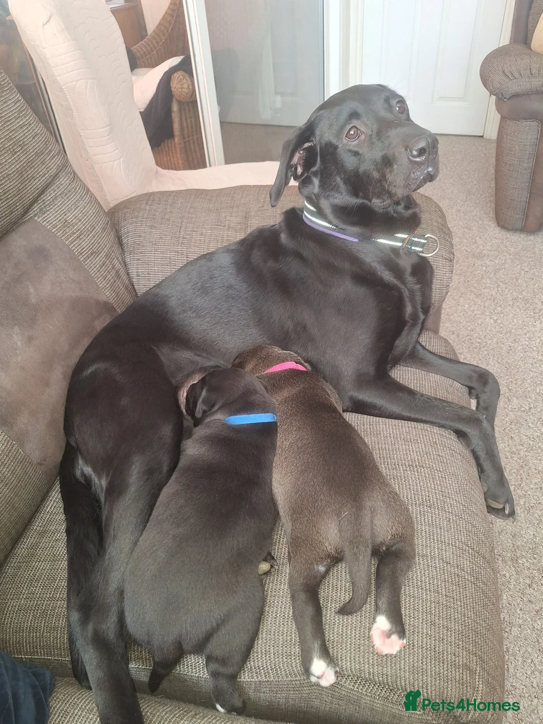 Mixed Breed dogs for sale: 2 mixed labrador pups for sale . in Canterbury - Advert 1