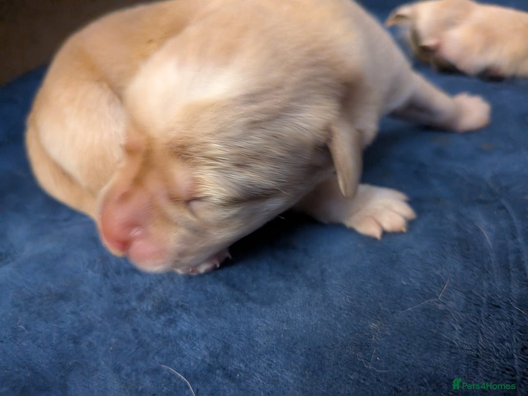 Goldador dogs for sale: Goldador puppies - all reserved  - Advert 4