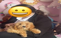 Cockapoo dogs for sale: Coockpoo - Image 7