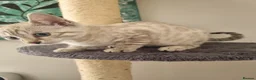 Bengal cats for sale: Stunning snow and brown bengal kittens - Advert 7