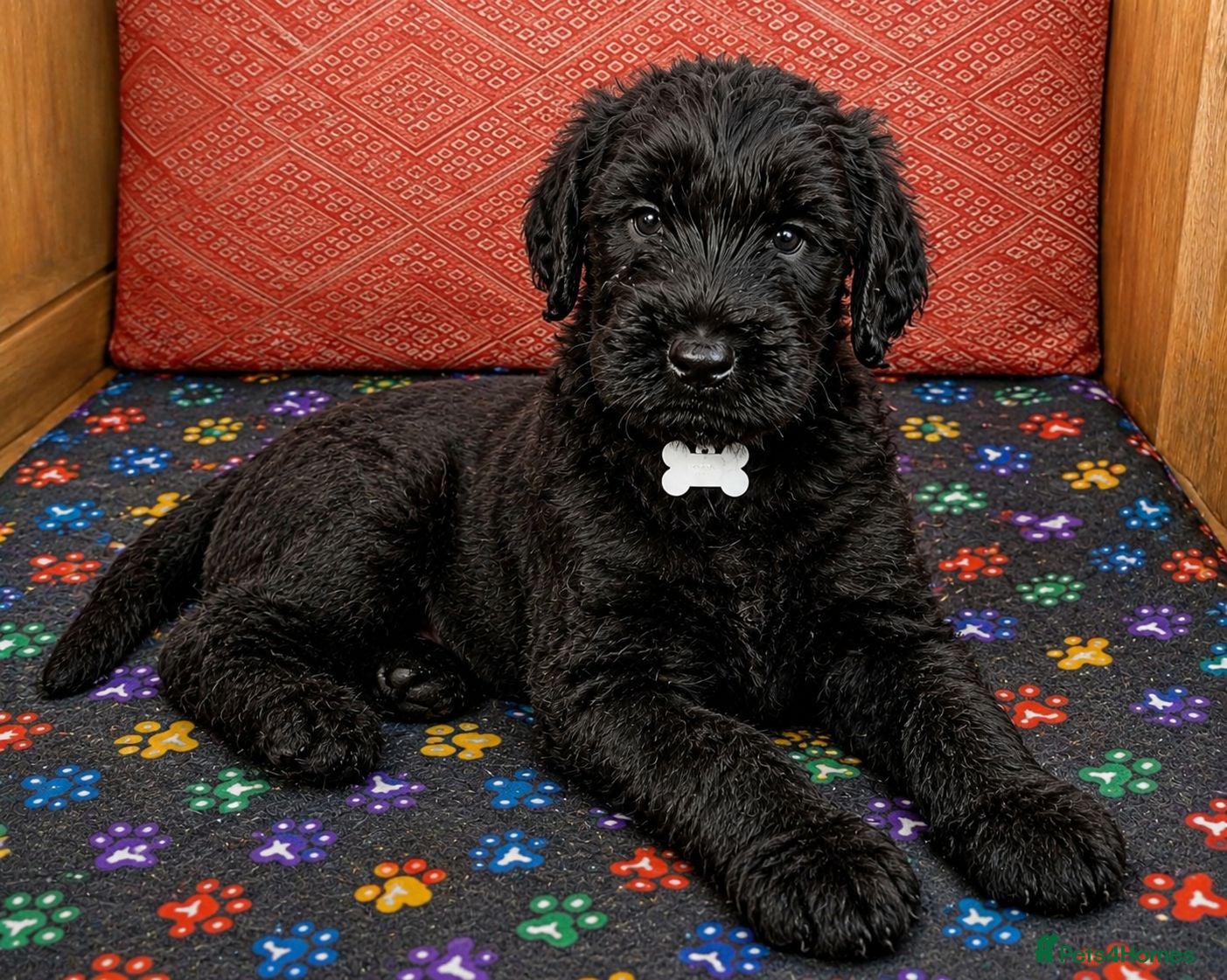 Giant Schnauzer dogs Last male Giant schnauzer puppy's remaining  - Advert 5