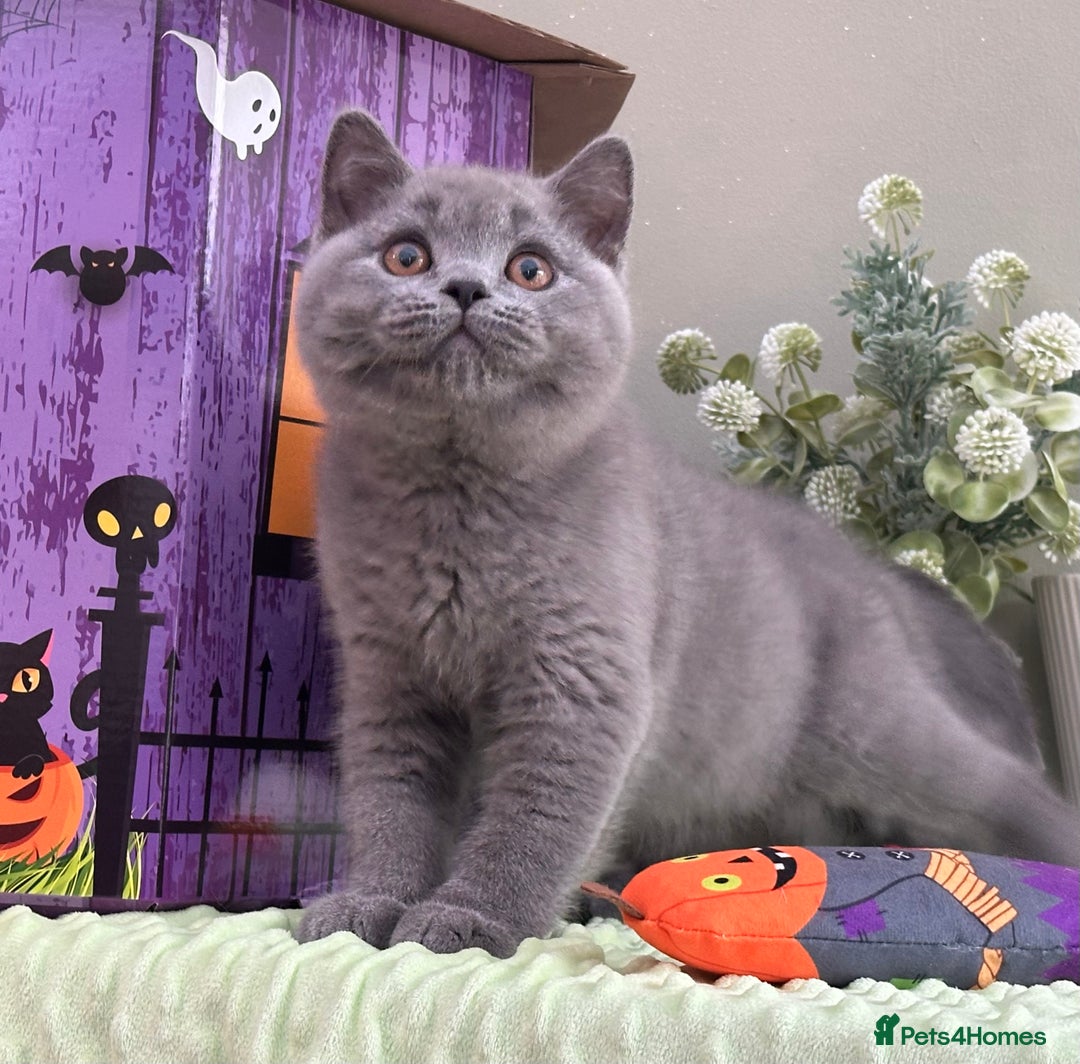 British Shorthair cats for sale: Stunning British Kittens - Image 3