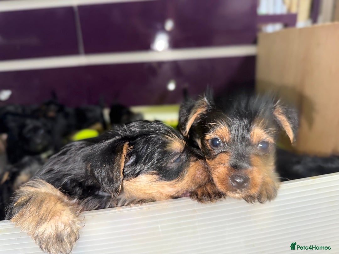 Yorkshire Terrier dogs for sale: Miniature Yorkshire terrier puppies  - Image 3