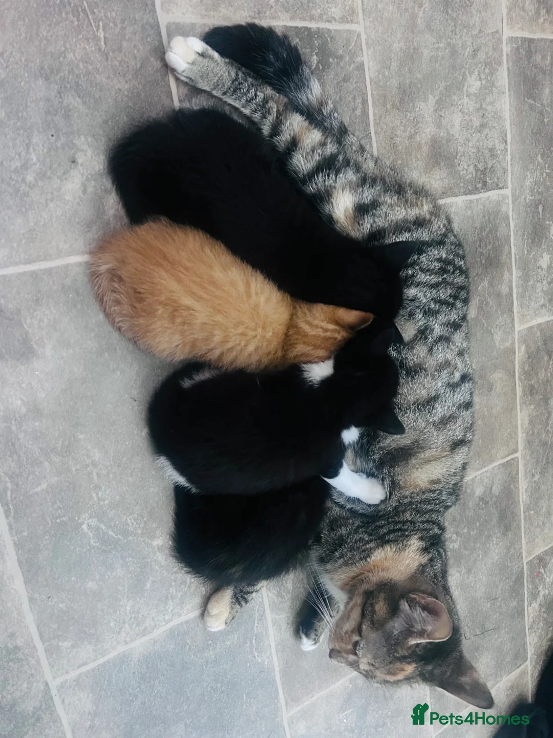 Mixed Breed cats for sale: Kittens 1/4 Maine coon. 7 weeks and ready to go  - Advert 2