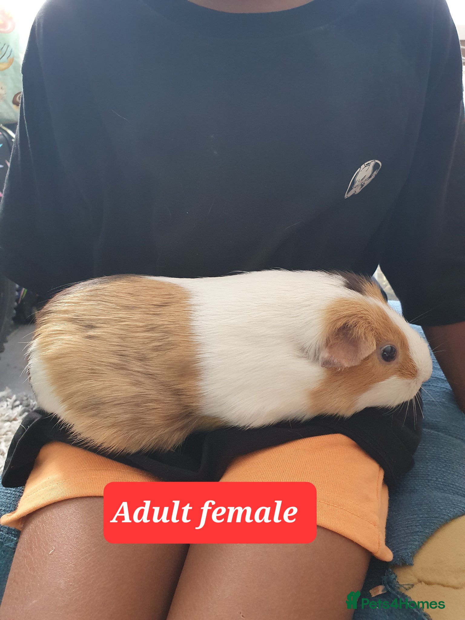 Guinea Pig rodents Guinea pigs - Advert 1