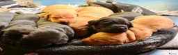 Labrador Retriever dogs for sale: Labrador Retriever, Red Fox, Black KC Registered - Advert 12