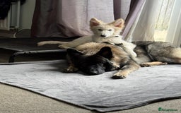German Shepherd dogs for sale: ACE AND LUNA - Image 22