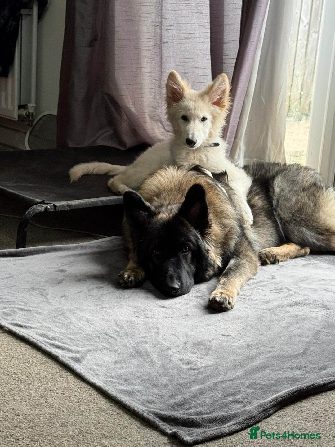 German Shepherd dogs for sale: ACE AND LUNA - Image 22