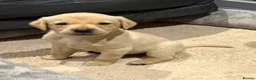 Labrador Retriever dogs for sale: Fox Red and Yellow Labrador Retriever Puppies  - Advert 17