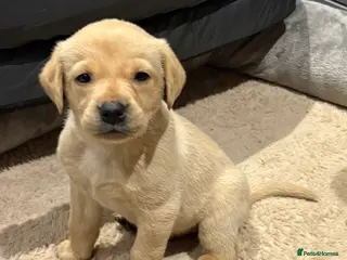 Labrador Retriever dogs Only 1 Male Yellow Labrador Puppy - Advert 13