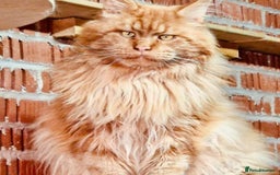 Maine Coon cats for sale: TICA REGISTERED MAINE COON KITTENS - Image 30