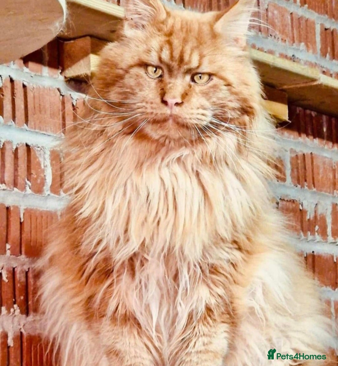 Maine Coon cats for sale: TICA REGISTERED MAINE COON KITTENS - Image 30