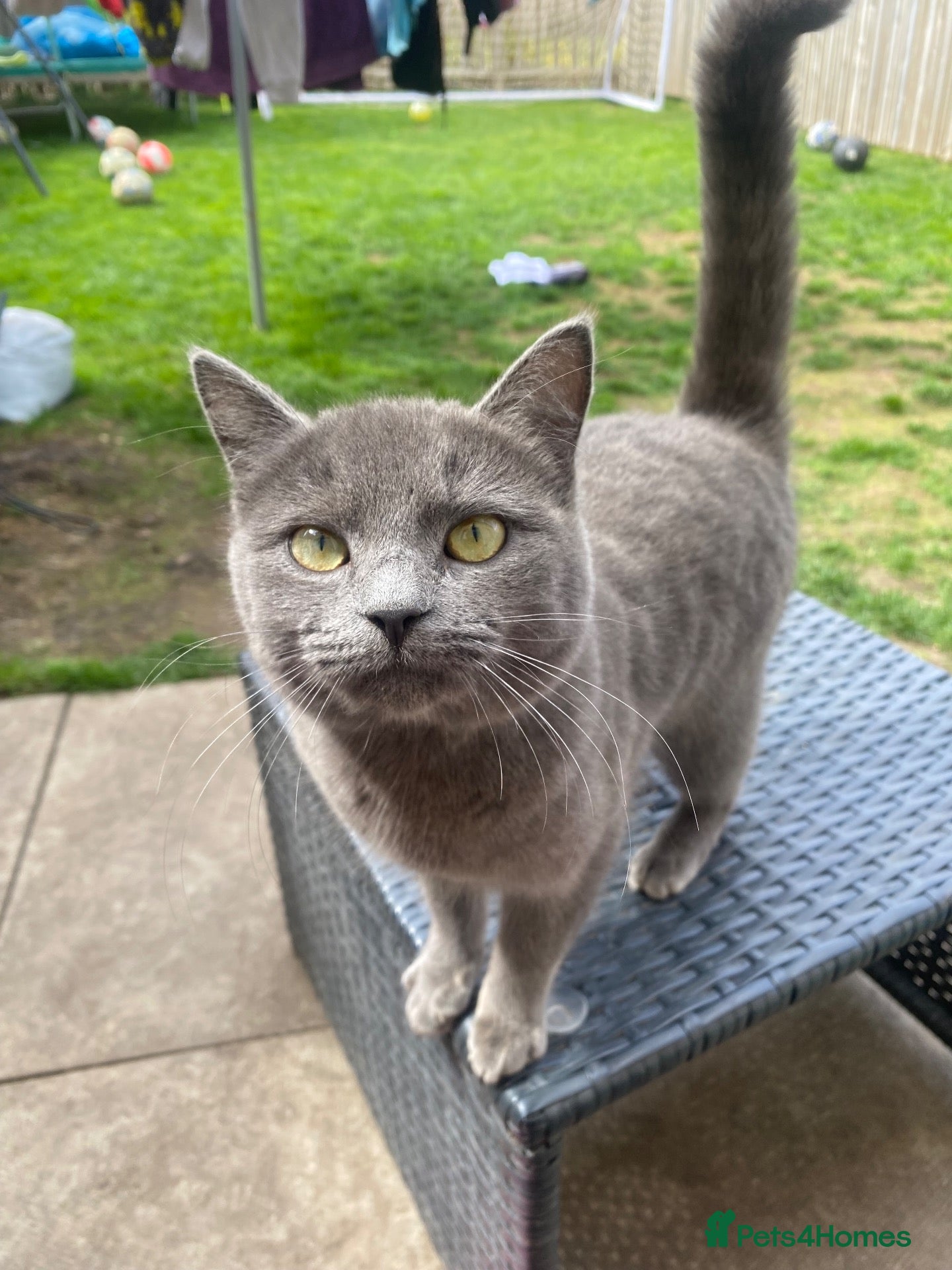 Mixed Breed cats 3 boys & 1 girl  - Advert 1