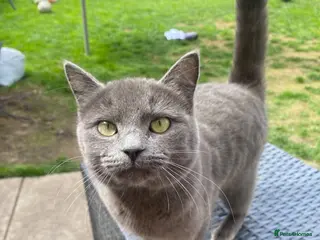 Mixed Breed cats 3 boys & 1 girl - Advert 1