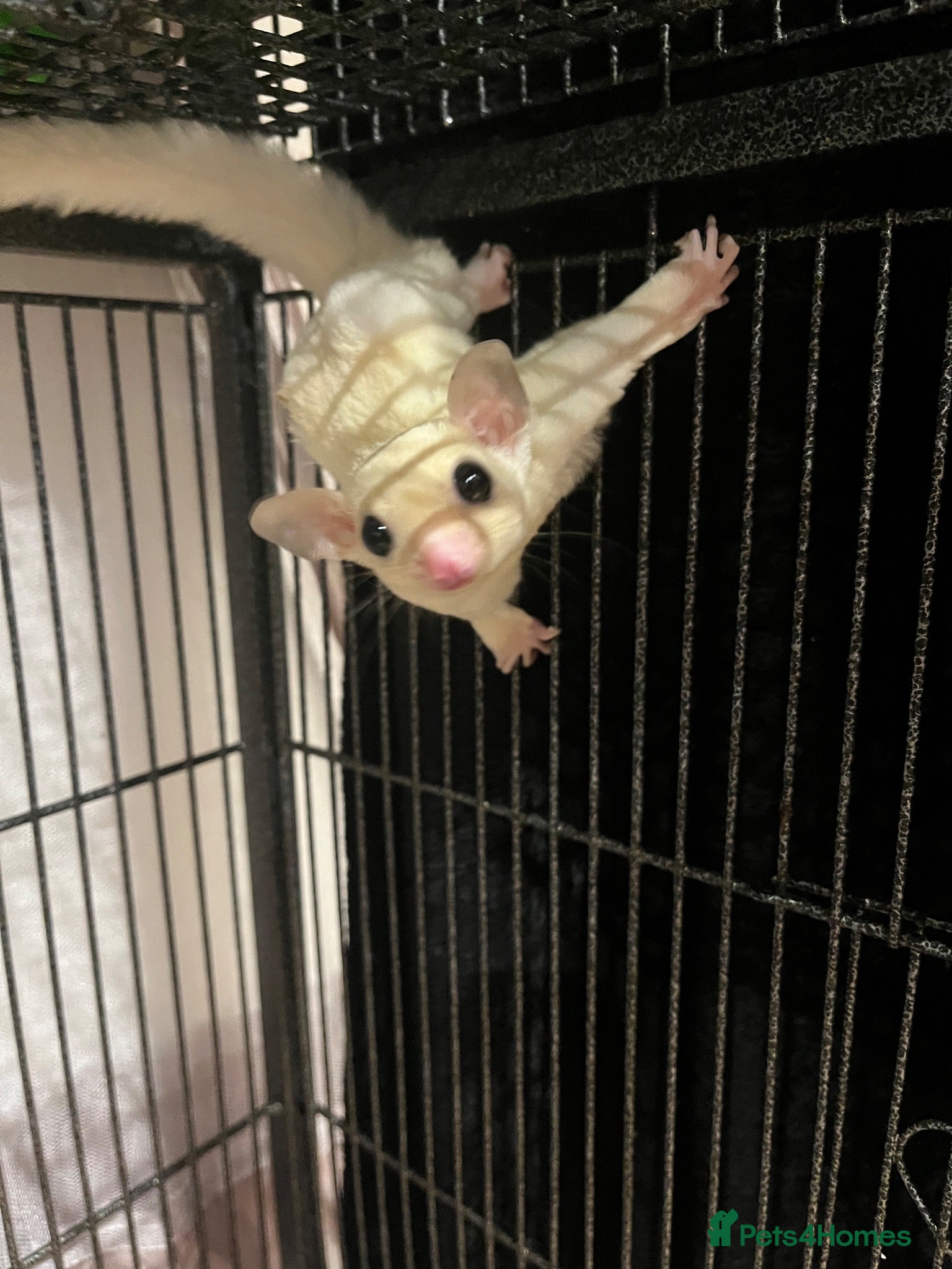 Sugar Glider rodents Male Leu & Grey male Joeys  - Advert 1