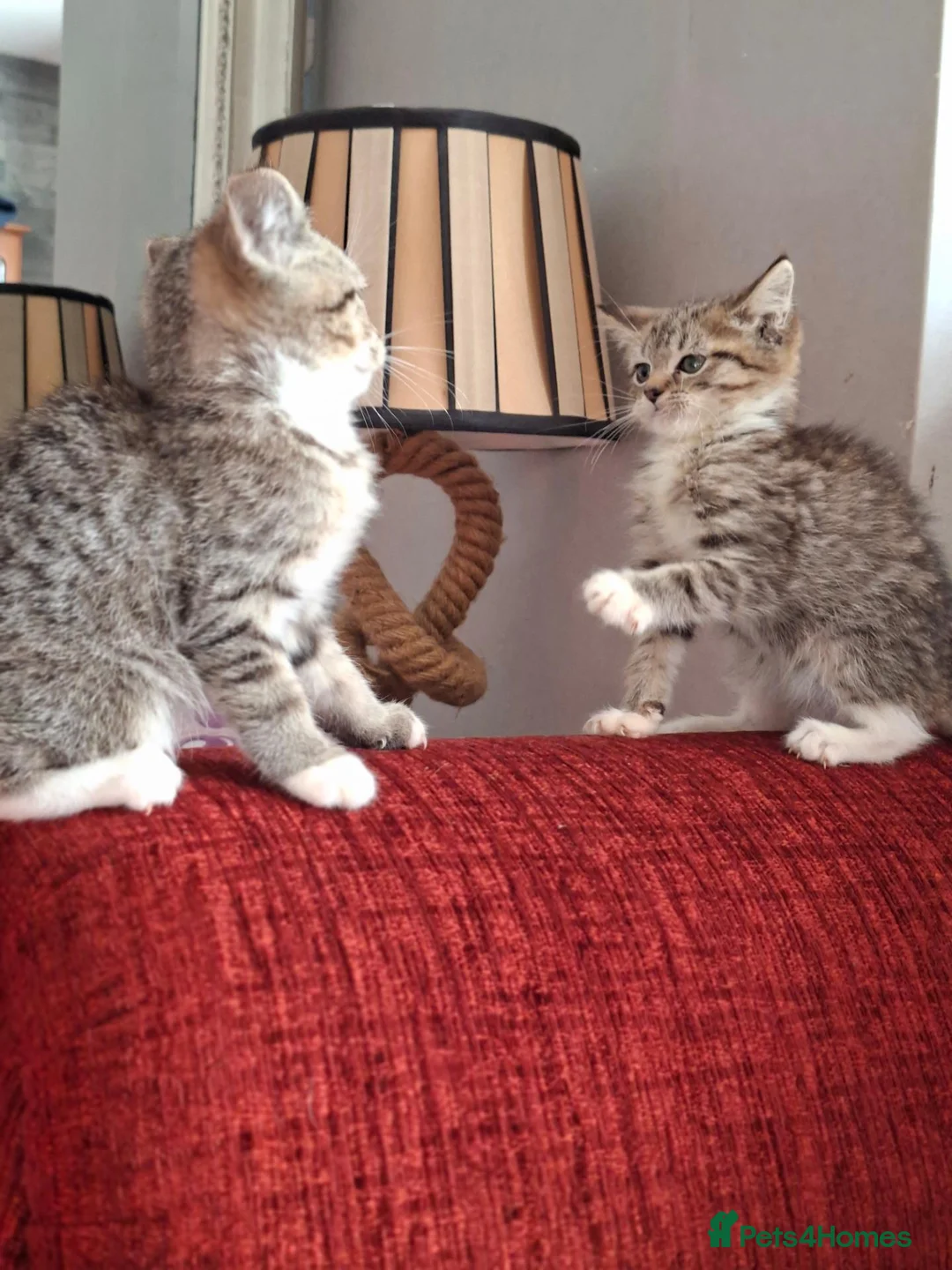 British Shorthair cats for sale: Gorgeous kittens! - Advert 27