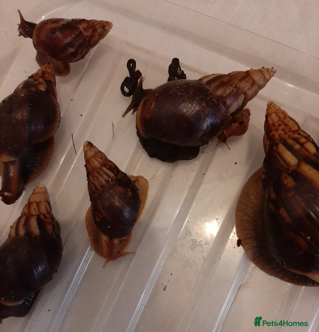 Snails invertebrates for sale: Giant African land snails (Achatina  fulica) - Advert 16