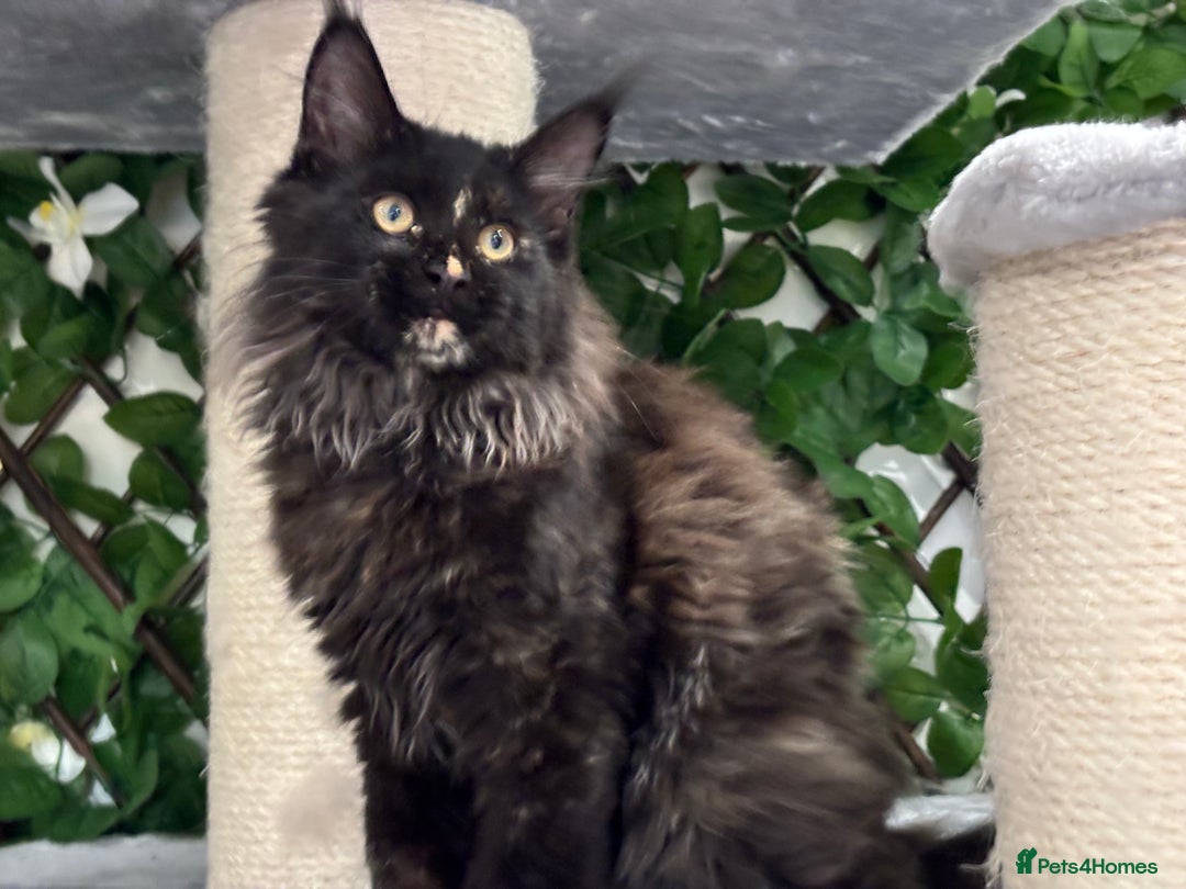 Maine Coon cats for sale: Tica Stunning Kittens  - Image 12