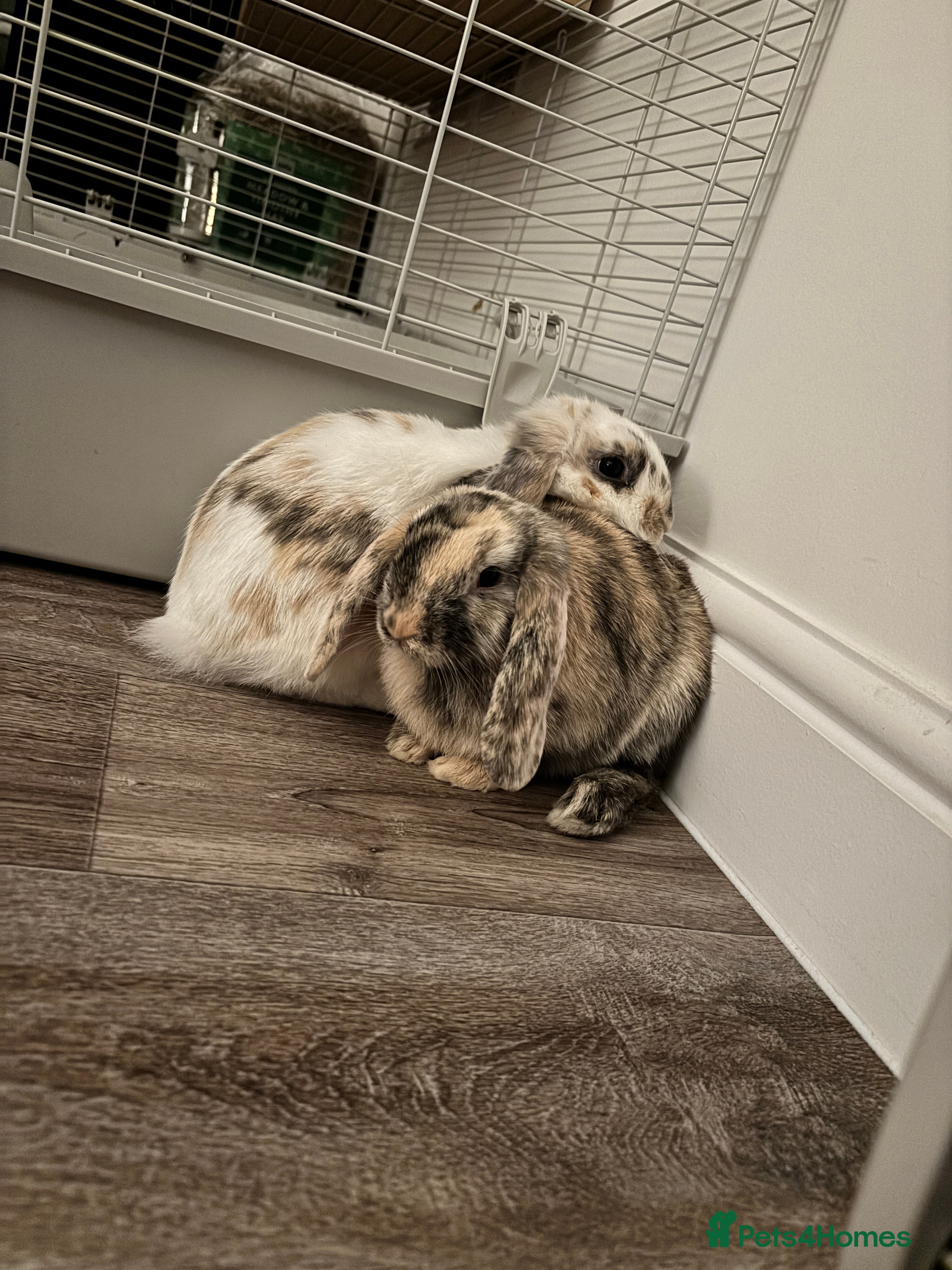 Mini Lop rabbits Have two male mini lop rabbits, - Advert 14