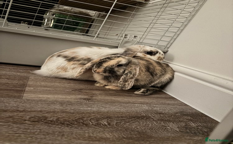 Mini Lop rabbits - Advert 11