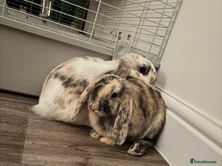 Mini Lop rabbits - Advert 12