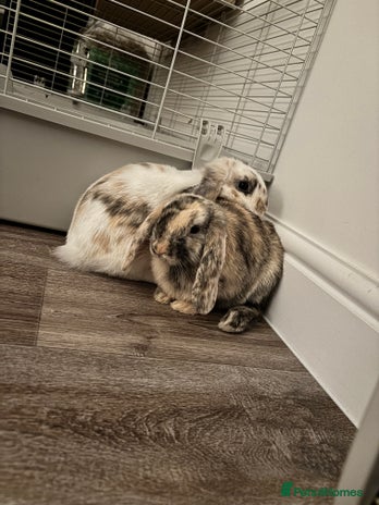 Mini Lop rabbits - Advert 7