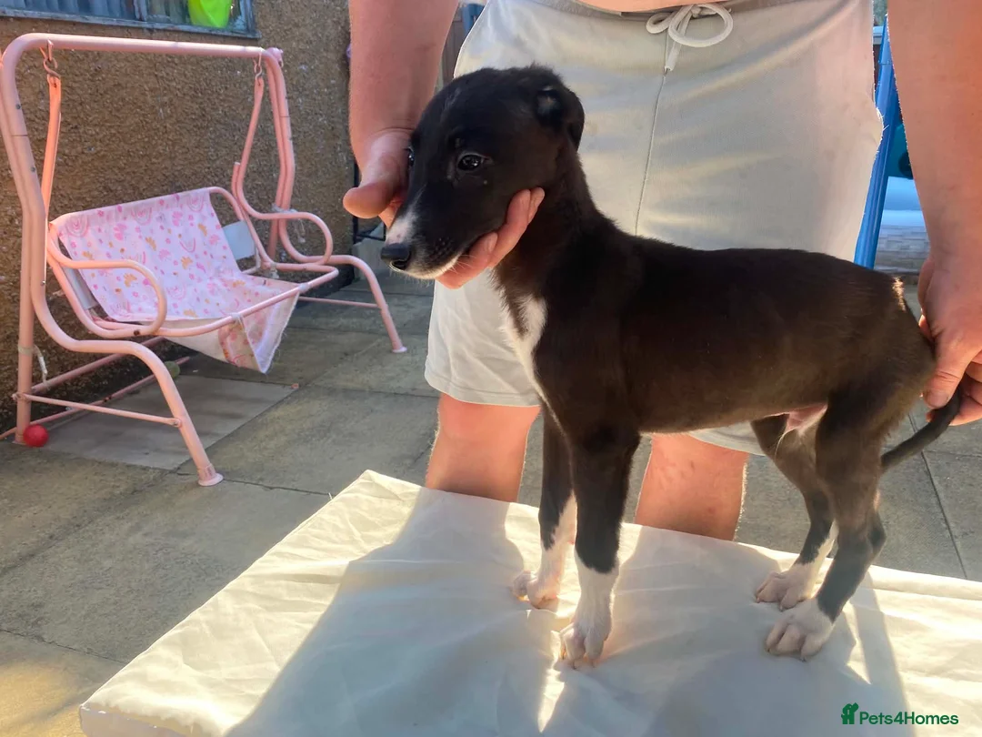Saluki dogs for sale: Slukie greyhound  in Barnsley - Advert 8