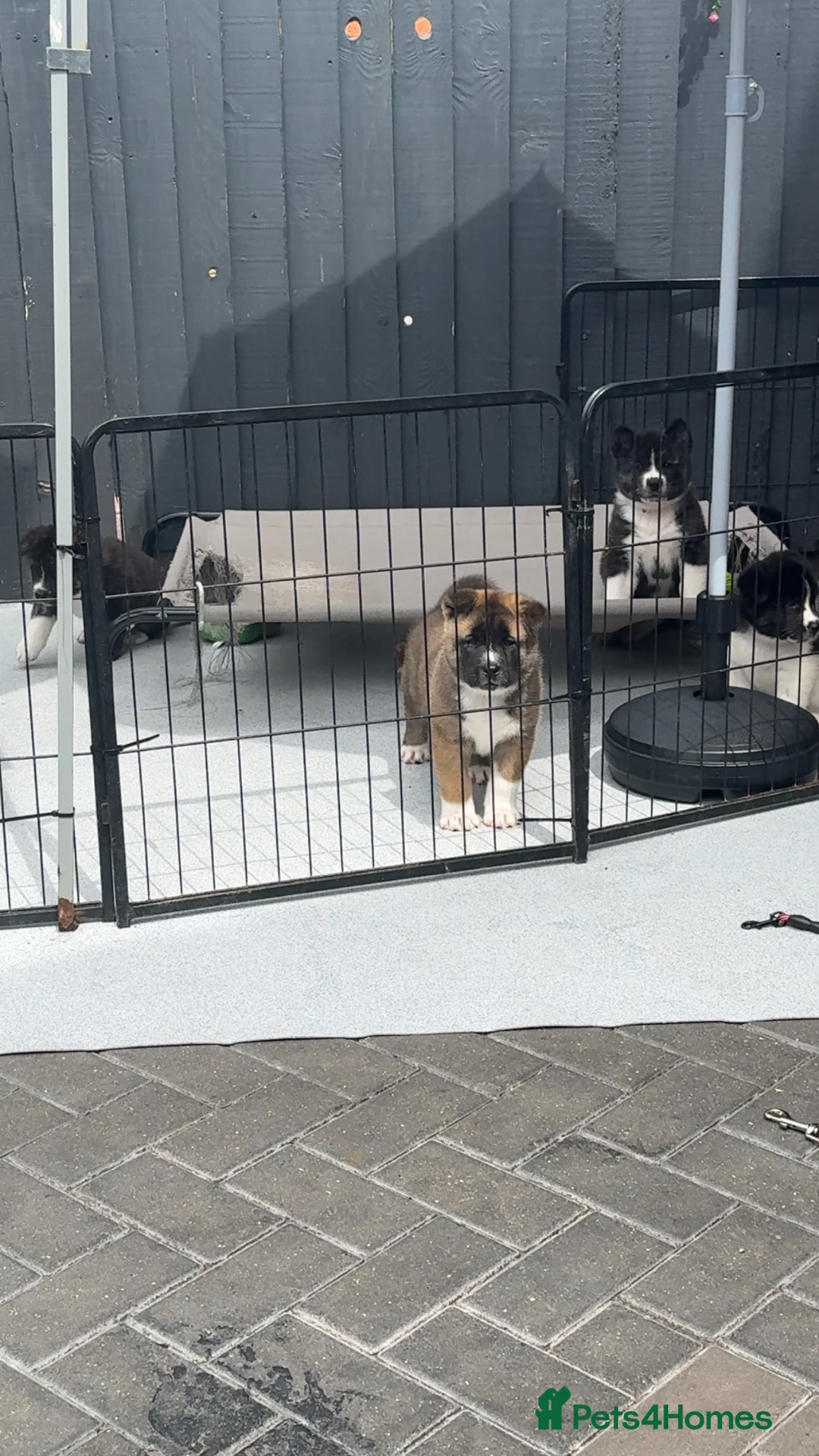Akita dogs for sale: American akita - Advert 2