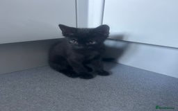 Mixed Breed cats for sale: Beautiful kitten for sale - Image 3