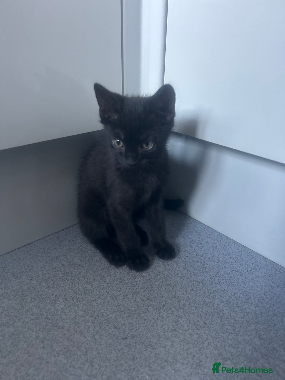 Mixed Breed cats for sale: Beautiful kitten for sale - Image 3