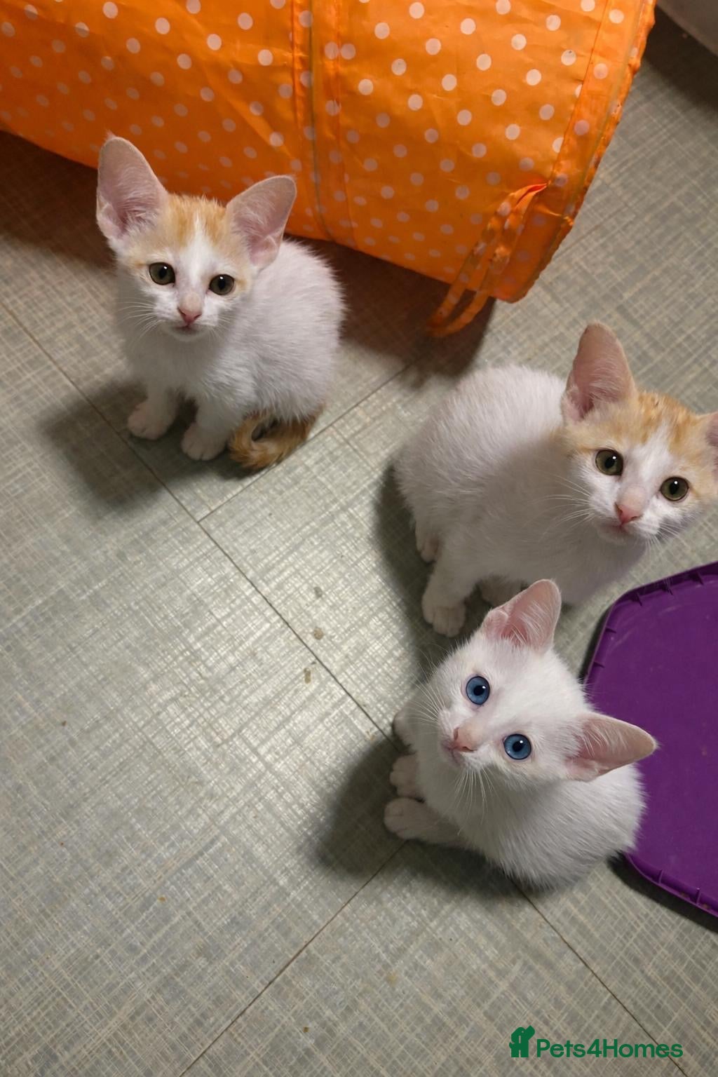 Oriental cats Gorgeous oriental kittens  - Advert 1