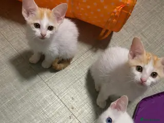 Oriental cats Gorgeous oriental kittens - Advert 2