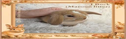Mini Lop rabbits for sale: 🌻 Baby Mini Lops 🌻 Reserve Now 🌻 Ready 4th Oct - Advert 21