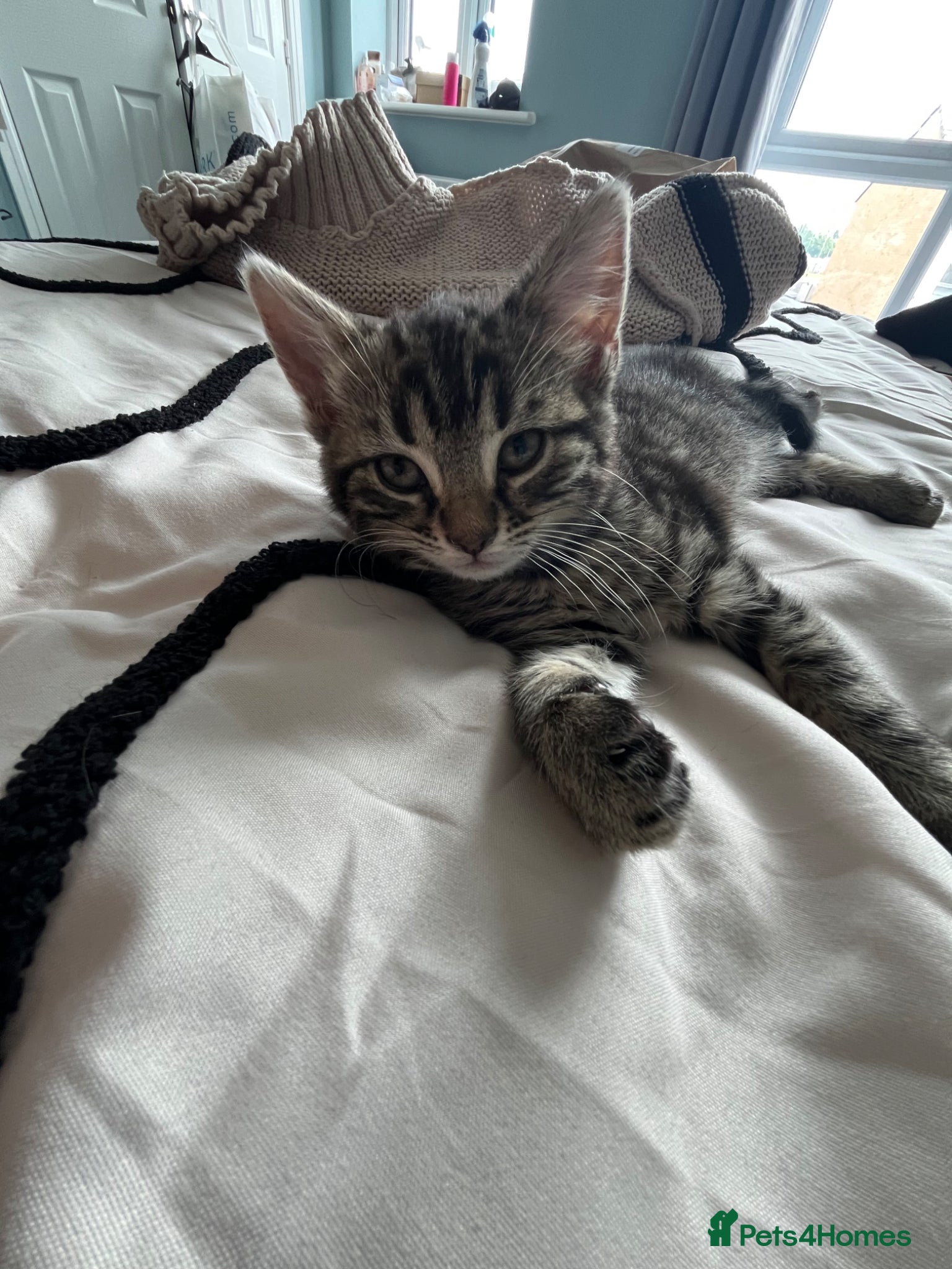 Mixed Breed cats Bengal mix kitten  - Advert 1