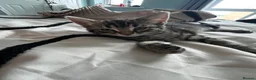 Mixed Breed cats for sale: Black&Silver Bengal mix  - Advert 1