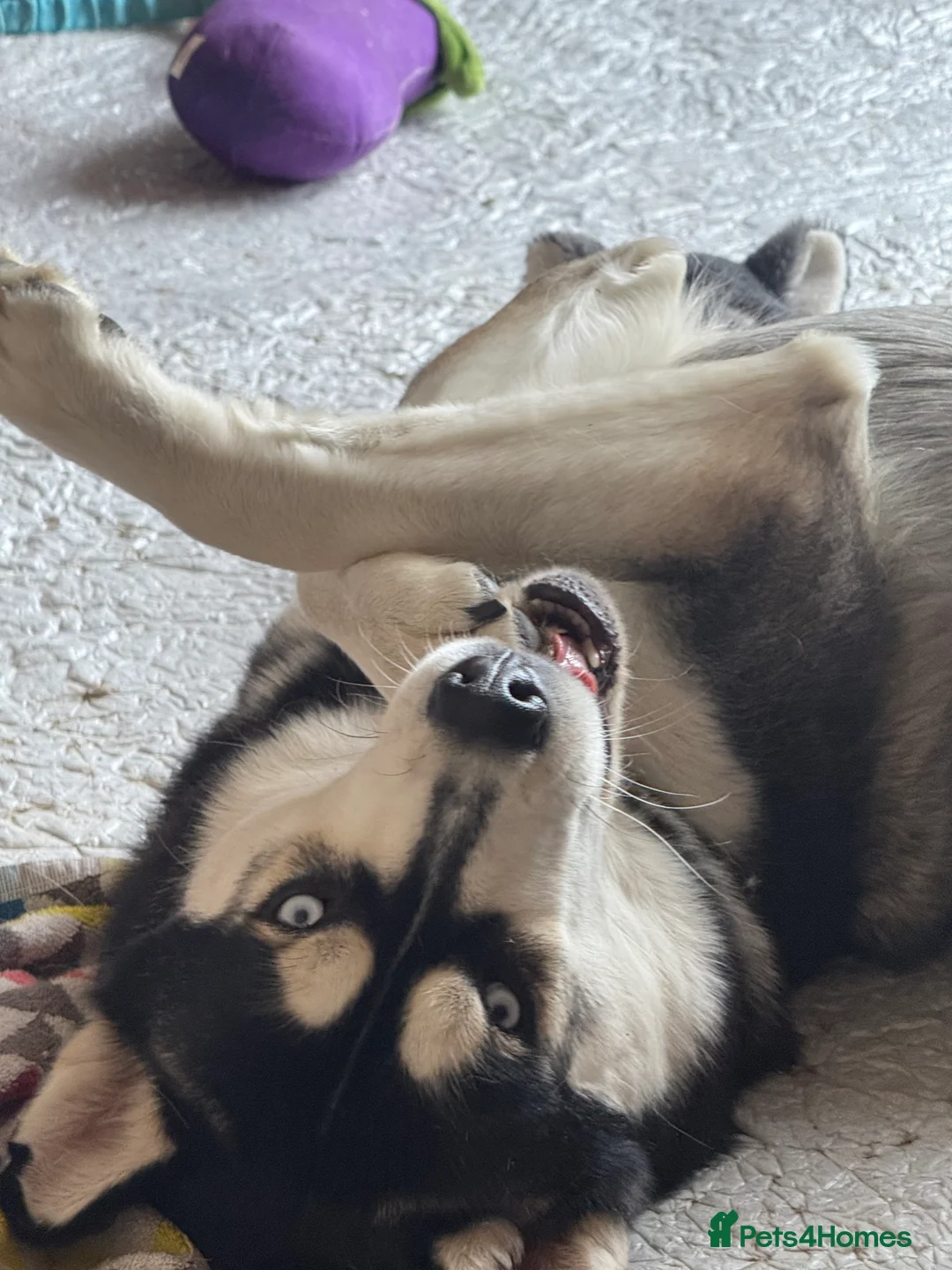 Siberian Husky dogs for sale: Meet Alfie the Husky 🐕💙 - Advert 9