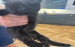 Ragdoll cats for sale: Ragdoll mix Bombay  - Image 15