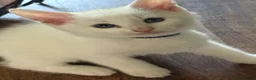 Mixed Breed cats for sale: 3 baby boy Kittens  - Advert 6